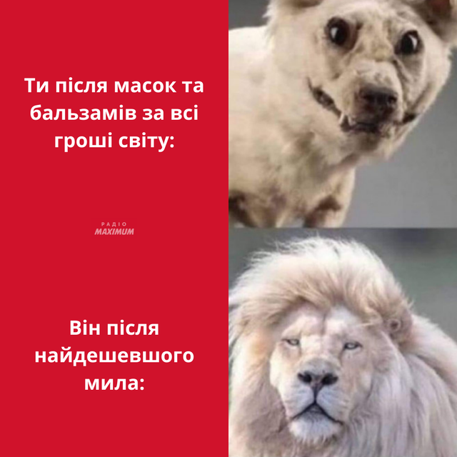 Меми з левами: 10 кумедних картинок на всі випадки життя - фото 470269