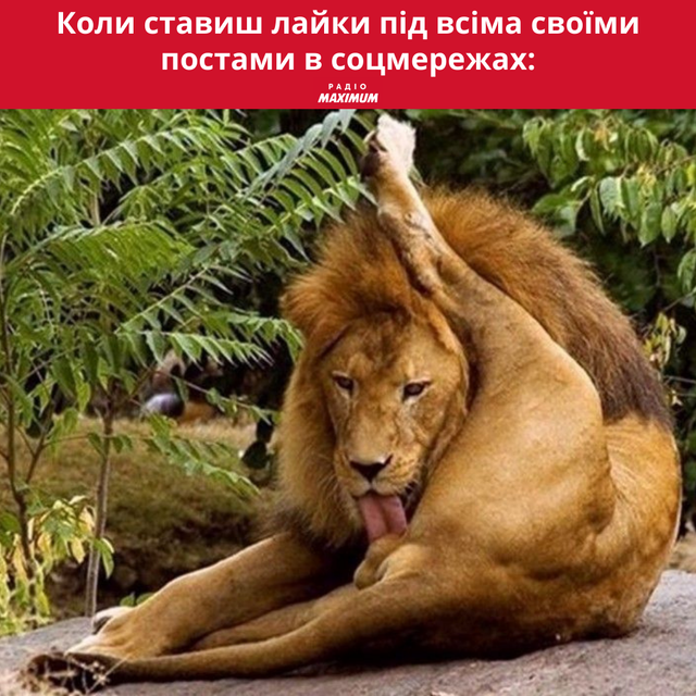 Меми з левами: 10 кумедних картинок на всі випадки життя - фото 470271