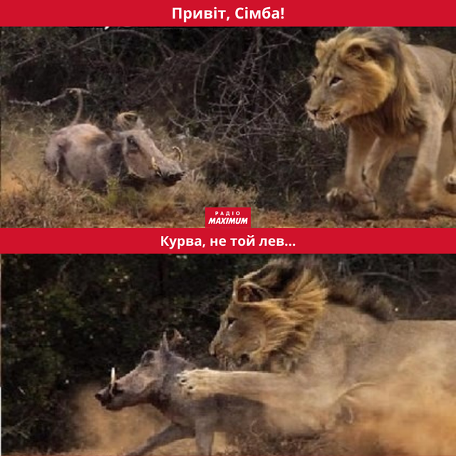 Меми з левами: 10 кумедних картинок на всі випадки життя - фото 470272