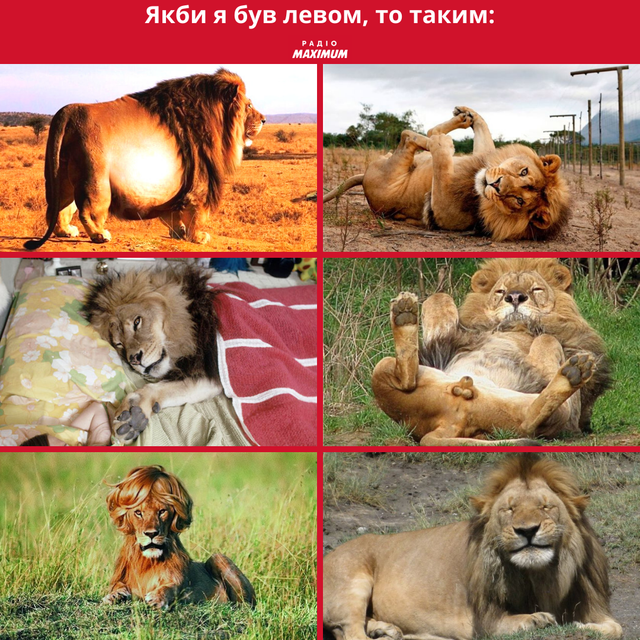 Меми з левами: 10 кумедних картинок на всі випадки життя - фото 470273