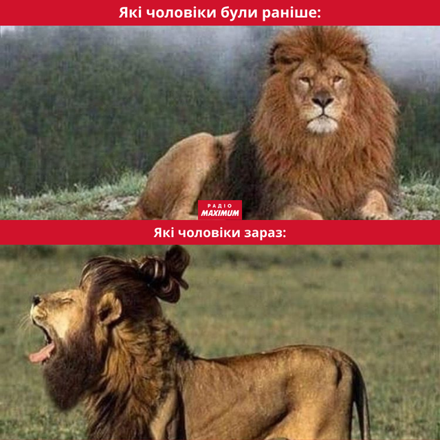 Меми з левами: 10 кумедних картинок на всі випадки життя - фото 470274