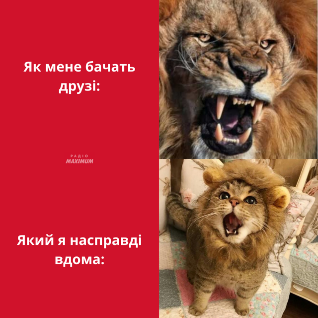 Меми з левами: 10 кумедних картинок на всі випадки життя - фото 470275