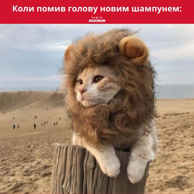 Меми з левами: 10 кумедних картинок на всі випадки життя - фото 470276