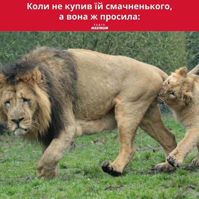 Меми з левами: 10 кумедних картинок на всі випадки життя - фото 470277
