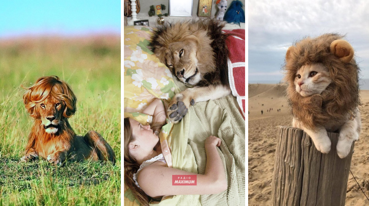 Меми з левами: 10 кумедних картинок на всі випадки життя