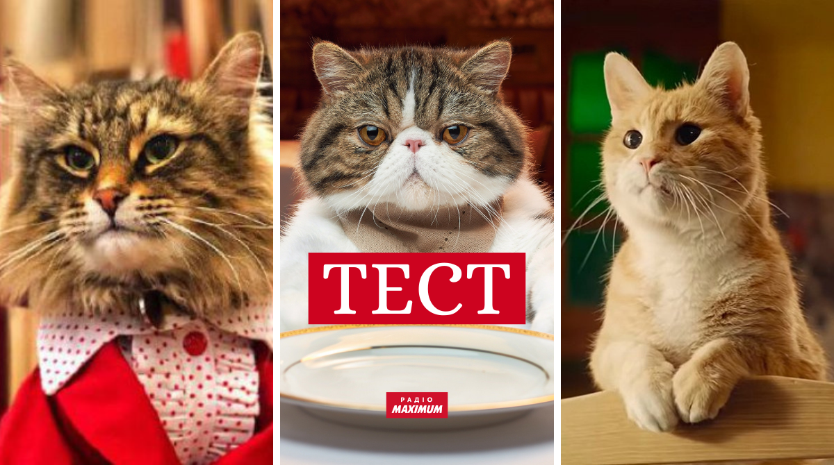 зіркові коти - фото 1