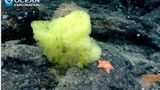 Науковці знайшли на дні океану реальних Спанч Боба і Патріка: фотофакт
