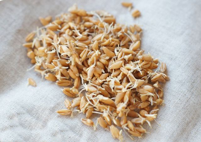 Полба- фото 470671