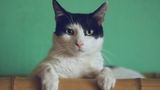 Сфотографуйте кота та дізнайтеся про його стан: створено цікавий сайт