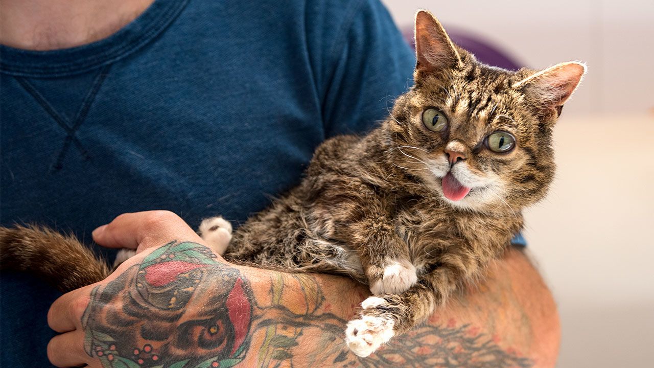 Все-таки схожі: вчені виявили подібність геномів людини і кота