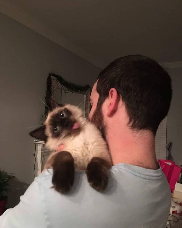 Кумедні фото котів, які змусять сміятись до сліз - фото 470791