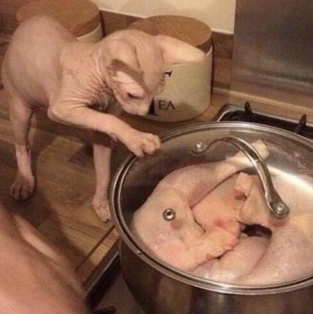 Кумедні фото котів, які змусять сміятись до сліз - фото 470792