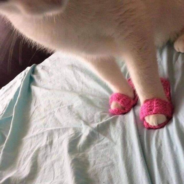 Кумедні фото котів, які змусять сміятись до сліз - фото 470794