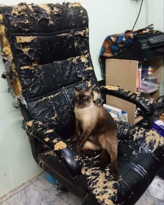 Кумедні фото котів, які змусять сміятись до сліз - фото 470796