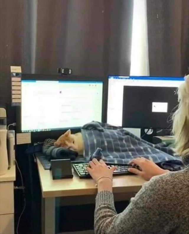 Кумедні фото котів, які змусять сміятись до сліз - фото 470798