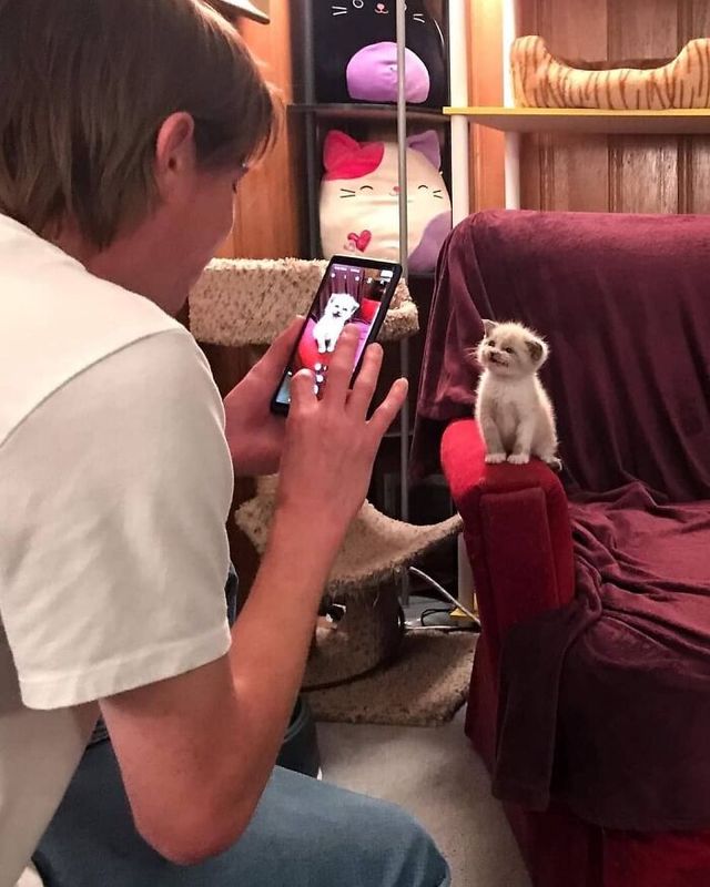 Кумедні фото котів, які змусять сміятись до сліз - фото 470799