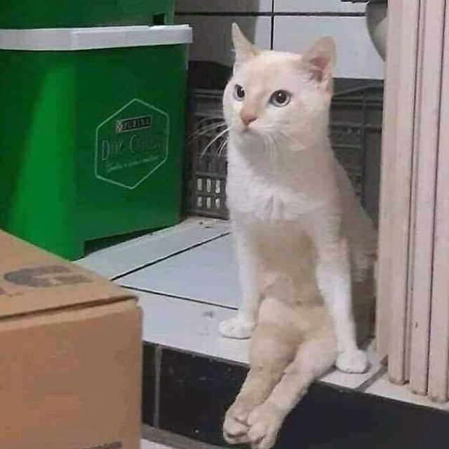 Кумедні фото котів, які змусять сміятись до сліз - фото 470800