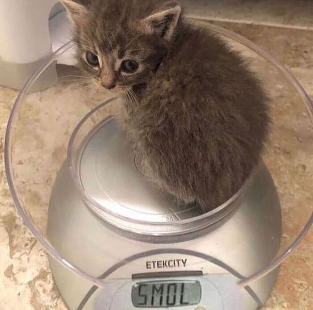 Кумедні фото котів, які змусять сміятись до сліз - фото 470802