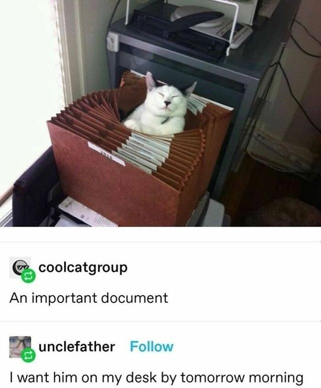 Кумедні фото котів, які змусять сміятись до сліз - фото 470803