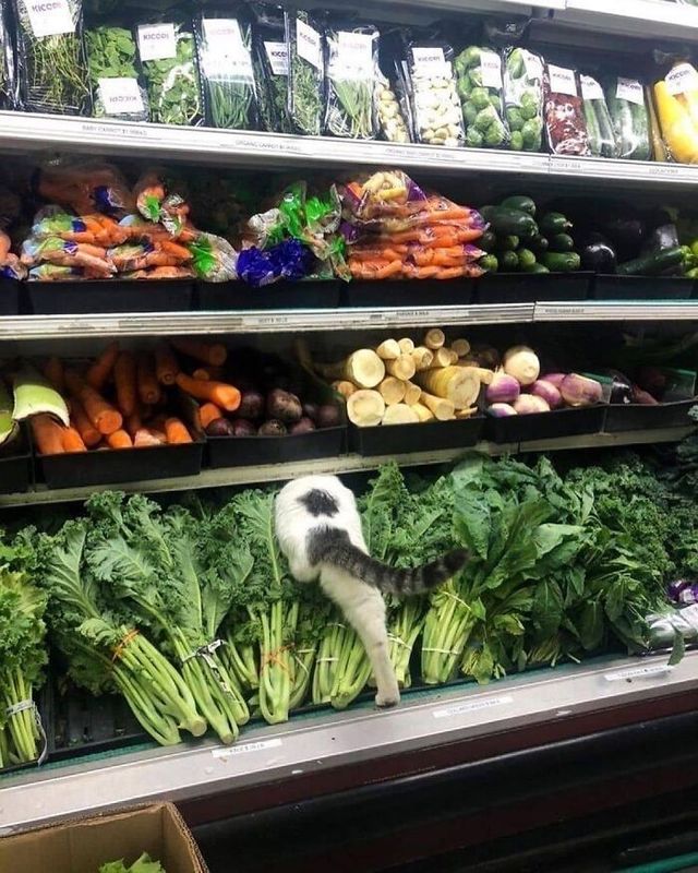 Кумедні фото котів, які змусять сміятись до сліз - фото 470805