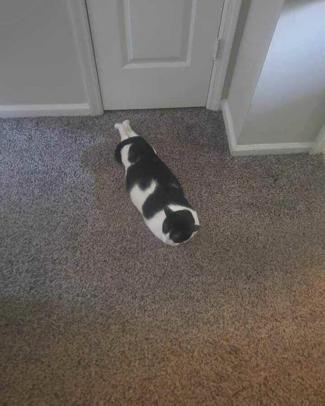 Кумедні фото котів, які змусять сміятись до сліз - фото 470807