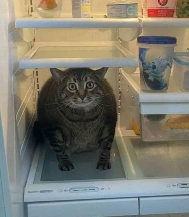 Кумедні фото котів, які змусять сміятись до сліз - фото 470808