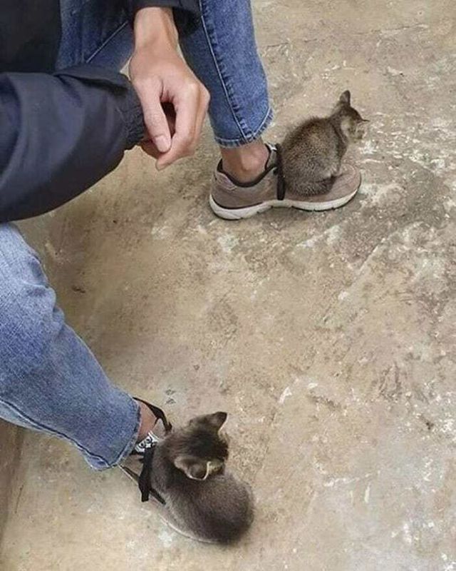 Кумедні фото котів, які змусять сміятись до сліз - фото 470809