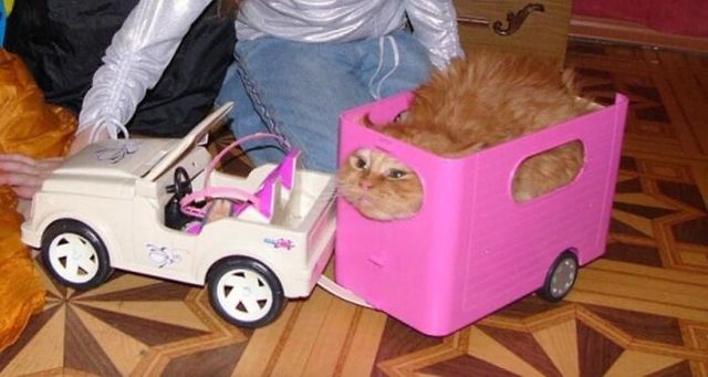 Кумедні фото котів, які змусять сміятись до сліз - фото 470810