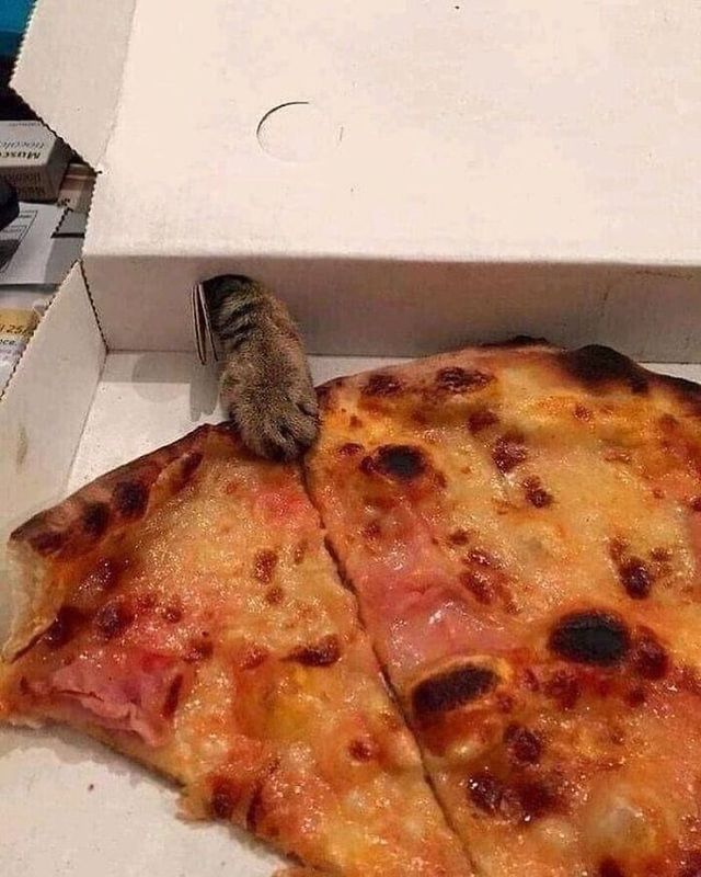 Кумедні фото котів, які змусять сміятись до сліз - фото 470811