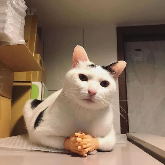 Кумедні фото котів, які змусять сміятись до сліз - фото 470815