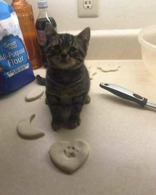 Кумедні фото котів, які змусять сміятись до сліз - фото 470816