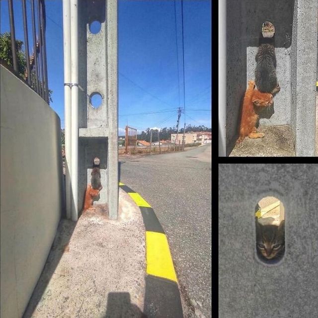 Кумедні фото котів, які змусять сміятись до сліз - фото 470817