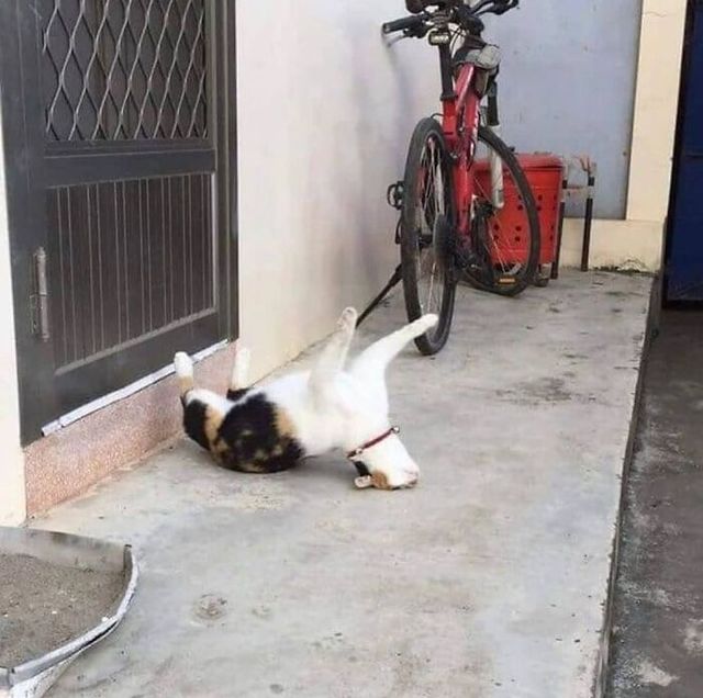 Кумедні фото котів, які змусять сміятись до сліз - фото 470818