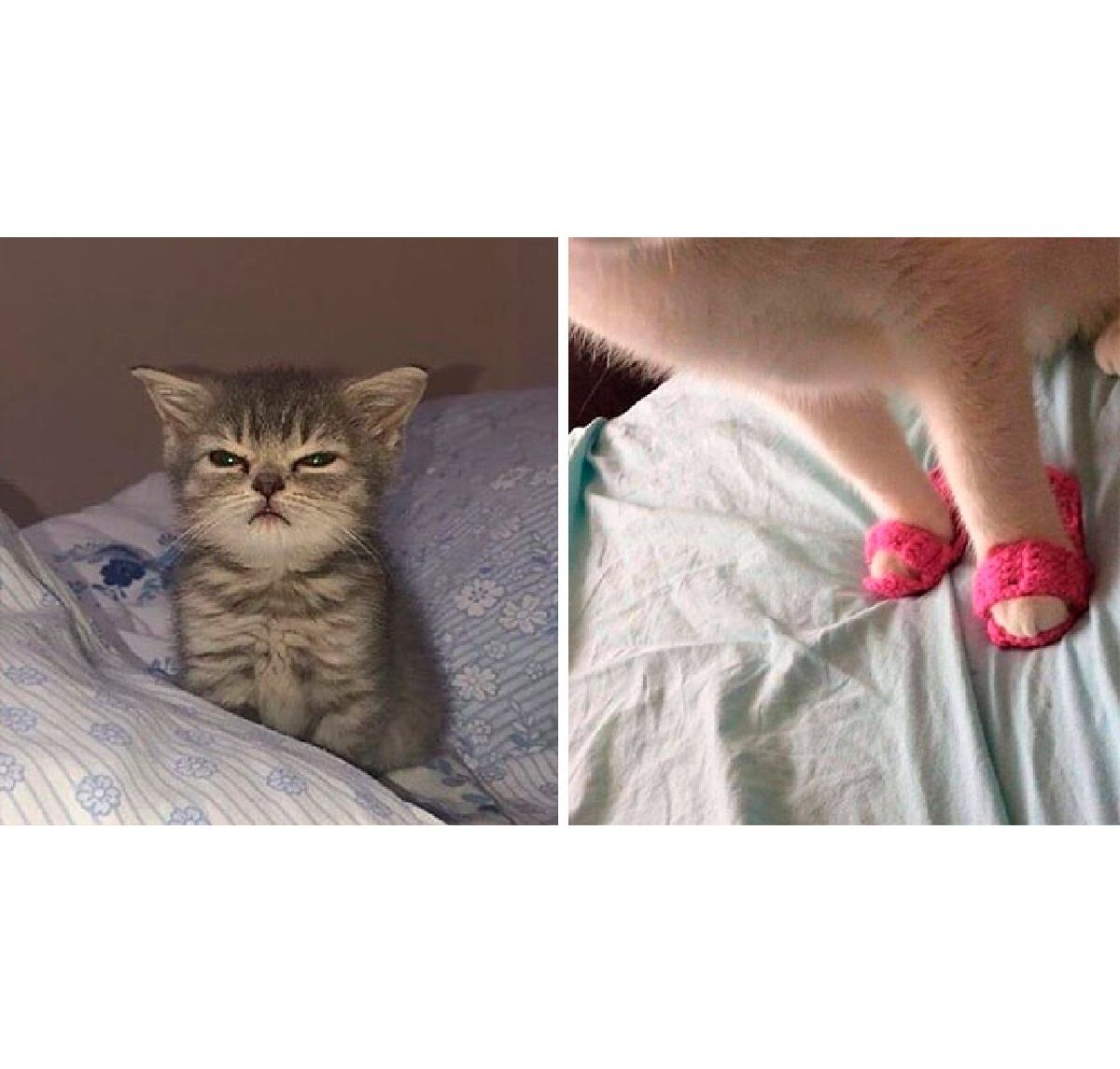 Епічні фото котів - фото 1