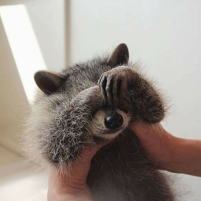 Не лише котики: кумедні і милі фото тварин, які підіймуть настрій - фото 471187