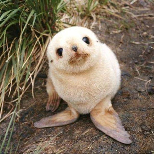 Не лише котики: кумедні і милі фото тварин, які підіймуть настрій - фото 471189