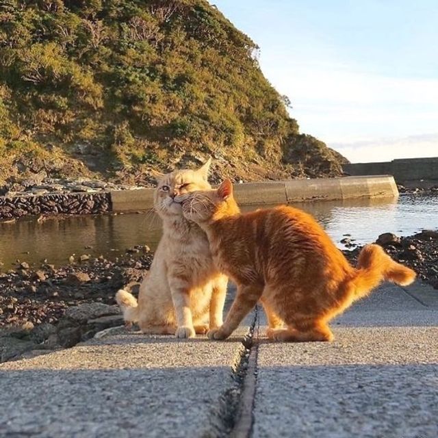 Не лише котики: кумедні і милі фото тварин, які підіймуть настрій - фото 471190