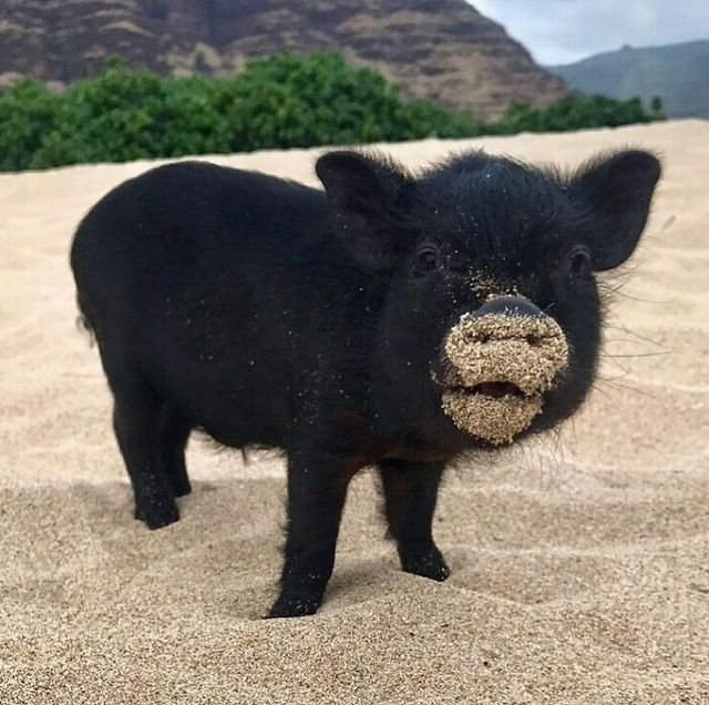 Не лише котики: кумедні і милі фото тварин, які підіймуть настрій - фото 471192