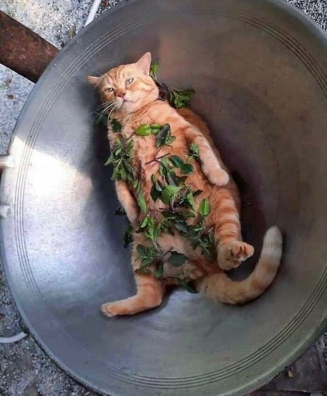 Не лише котики: кумедні і милі фото тварин, які підіймуть настрій - фото 471194