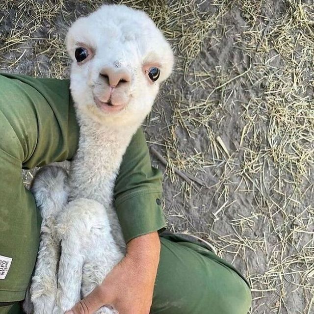 Не лише котики: кумедні і милі фото тварин, які підіймуть настрій - фото 471196