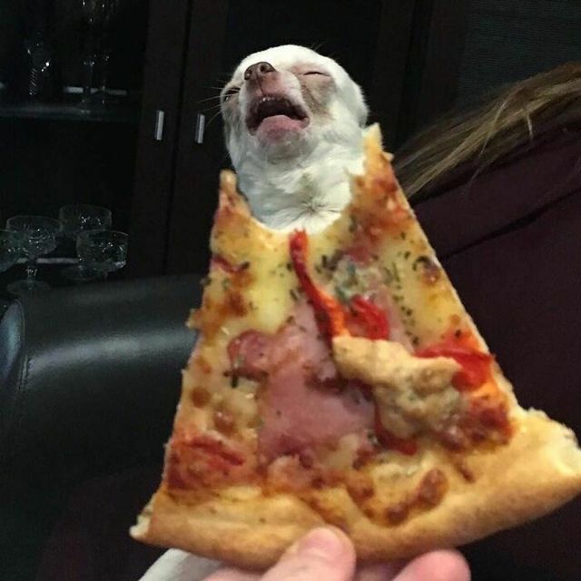 Не лише котики: кумедні і милі фото тварин, які підіймуть настрій - фото 471200