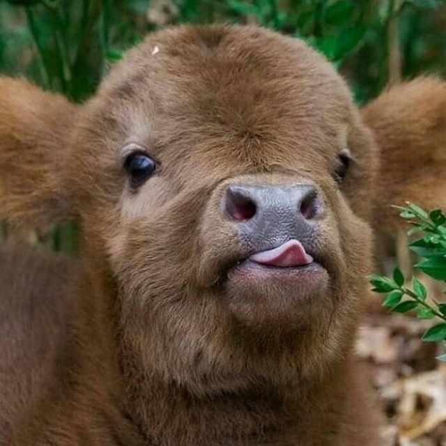 Не лише котики: кумедні і милі фото тварин, які підіймуть настрій - фото 471201