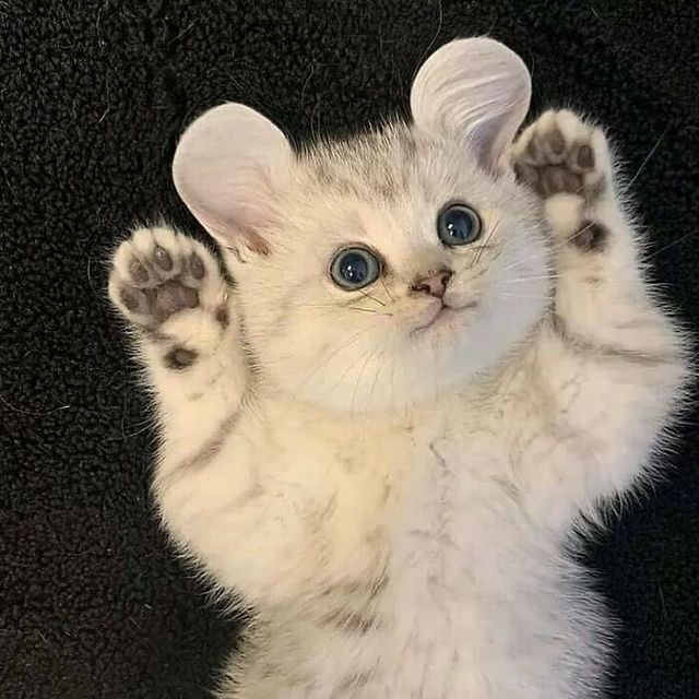 Не лише котики: кумедні і милі фото тварин, які підіймуть настрій - фото 471206