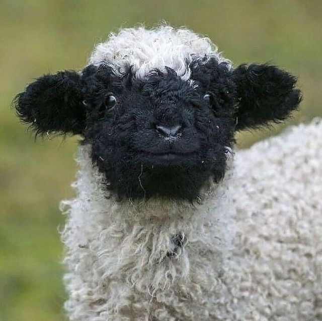 Не лише котики: кумедні і милі фото тварин, які підіймуть настрій - фото 471208