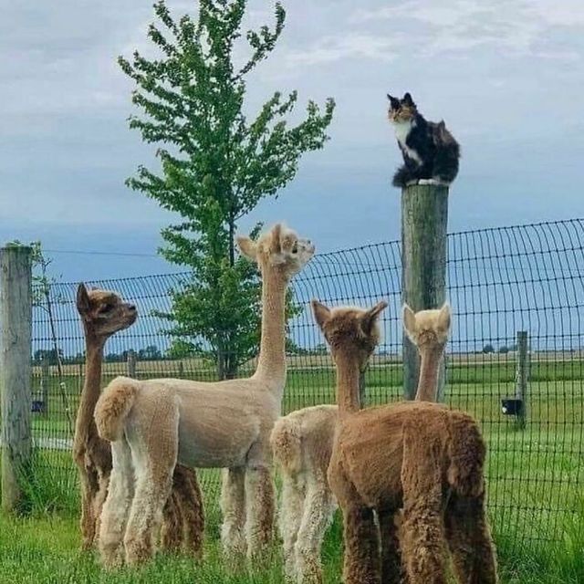 Не лише котики: кумедні і милі фото тварин, які підіймуть настрій - фото 471209