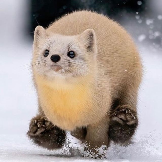 Не лише котики: кумедні і милі фото тварин, які підіймуть настрій - фото 471210