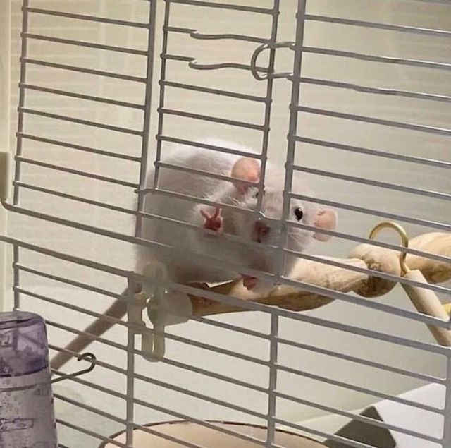 Не лише котики: кумедні і милі фото тварин, які підіймуть настрій - фото 471211