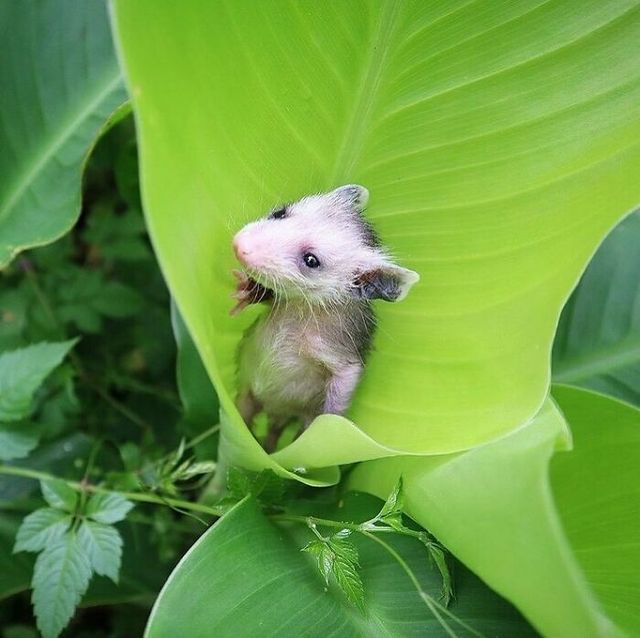 Не лише котики: кумедні і милі фото тварин, які підіймуть настрій - фото 471212