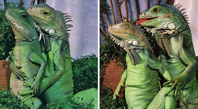 Не лише котики: кумедні і милі фото тварин, які підіймуть настрій - фото 471214