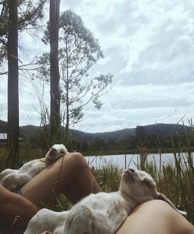 Не лише котики: кумедні і милі фото тварин, які підіймуть настрій - фото 471216